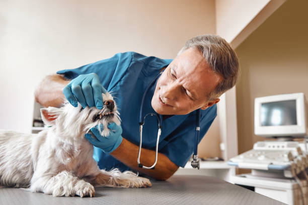 Reliable PA Emergency Dental Service Solutions